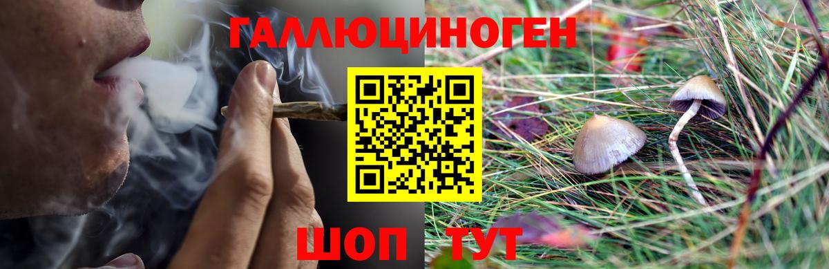 Псилоцибиновые грибы Psilocybe Королёв